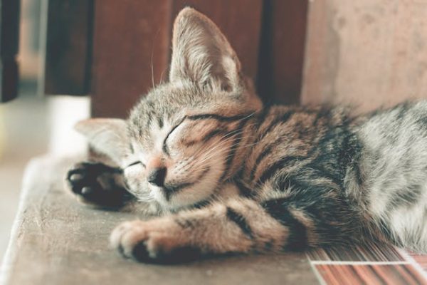 Why Quality Sleep Is the Secret to Heart Health and Longevity After 35—Backed by Science